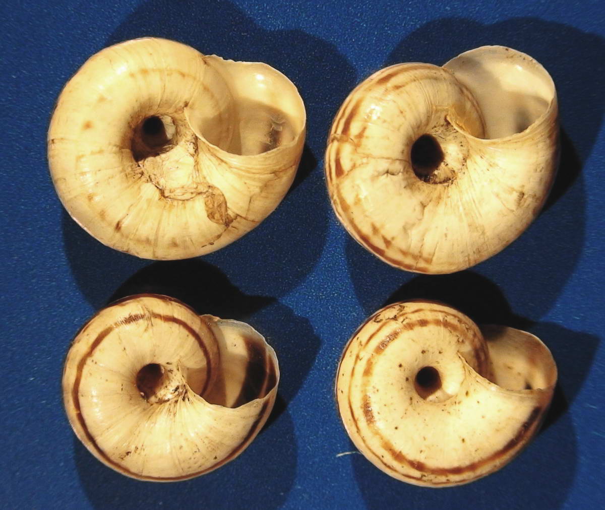Xerolenta obvia obvia (Menke, 1828)